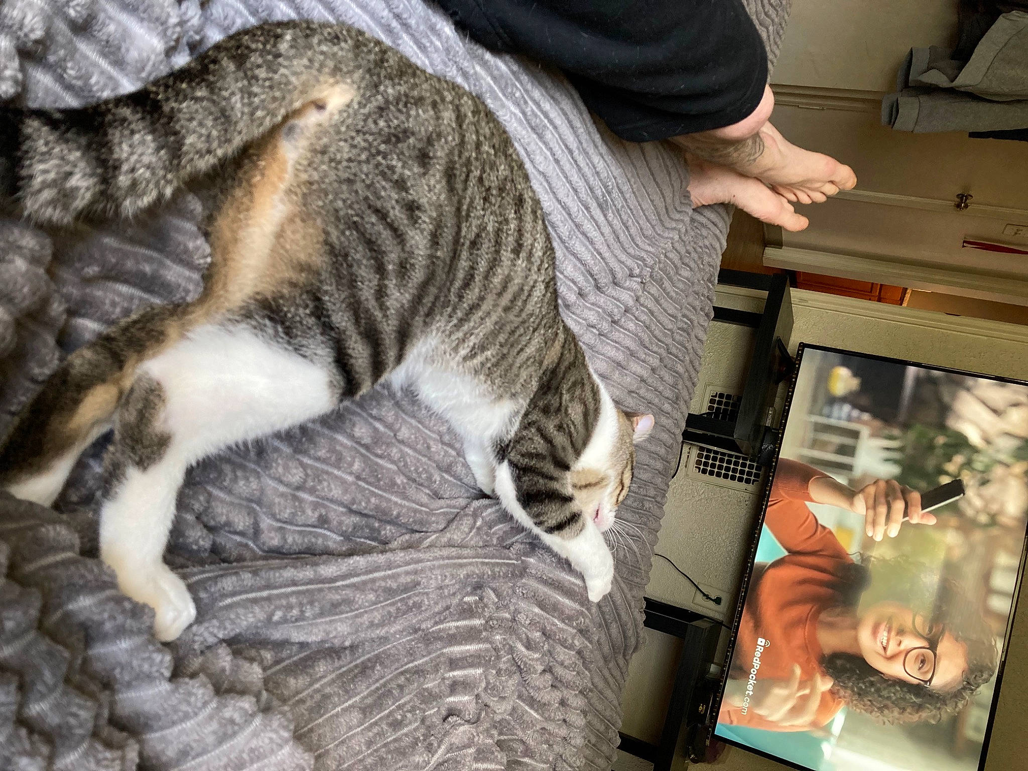 Morty joined the competition — help win amazing prizes! cat, claw, comfort, display_device, domestic_short_haired_cat, felidae, fur, lap, nap, paw, sleep, small_to_medium_sized_cats, snout, tail, tree, whiskers, wood