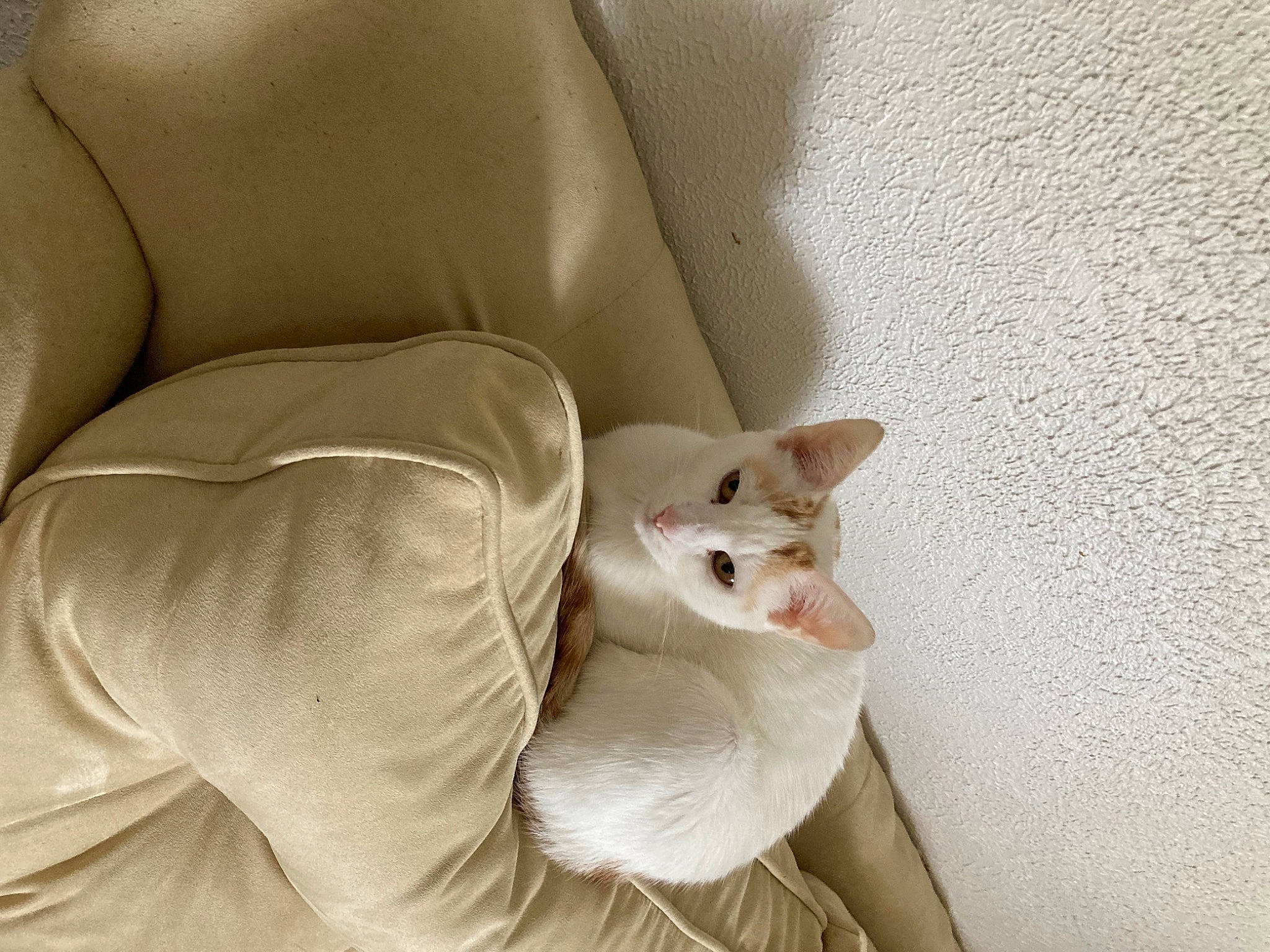 Burrito is registered to the contest to win money with this photo: canidae, carnivore, cat, comfort, companion_dog, couch, dog_breed, domestic_short_haired_cat, ear, fawn, felidae, fur, paw, room, sitting, small_to_medium_sized_cats, snout, tail, whiskers, wood