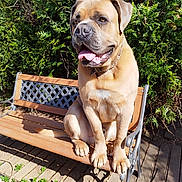 Tao a rejoint le concours — aidez-le/la à gagner de superbes lots ! dog, bench, outdoor, sunlight, greenery, wooden_bench, happy, tongue_out, pet, canine, fur, nature, garden, summer, metal_armrest, shadow, leash, collar, sitting, daylight
