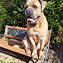 dog, bench, outdoor, sunlight, greenery, wooden_bench, happy, tongue_out, pet, canine, fur, nature, garden, summer, metal_armrest, shadow, leash, collar, sitting, daylight