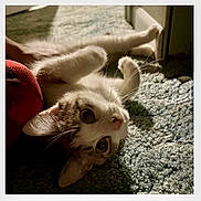 Daisy is registered to the contest to win money with this photo: cat, pet, animal, feline, indoor, carpet, sunlight, shadow, playful, cute, whiskers, fur, relaxed, paw, home, closeup, portrait, curious, lying_down, cozy
