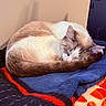 Daisy is registered to the contest to win money with this photo: cat, sleeping, curled_up, fur, blanket, indoor, cozy, resting, pet, animal, cute, domestic, calm, mammal, feline, soft, relaxing, nap, comfortable, warm