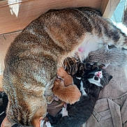 Bébés participe au concours pour gagner de l'argent avec cette photo : cat, kitten, animal, pet, mother_cat, newborn, nursing, feline, fur, sleeping, cute, indoor, wood, comfort, resting, striped_cat, black_and_white_kitten, orange_kitten, gray_kitten, family