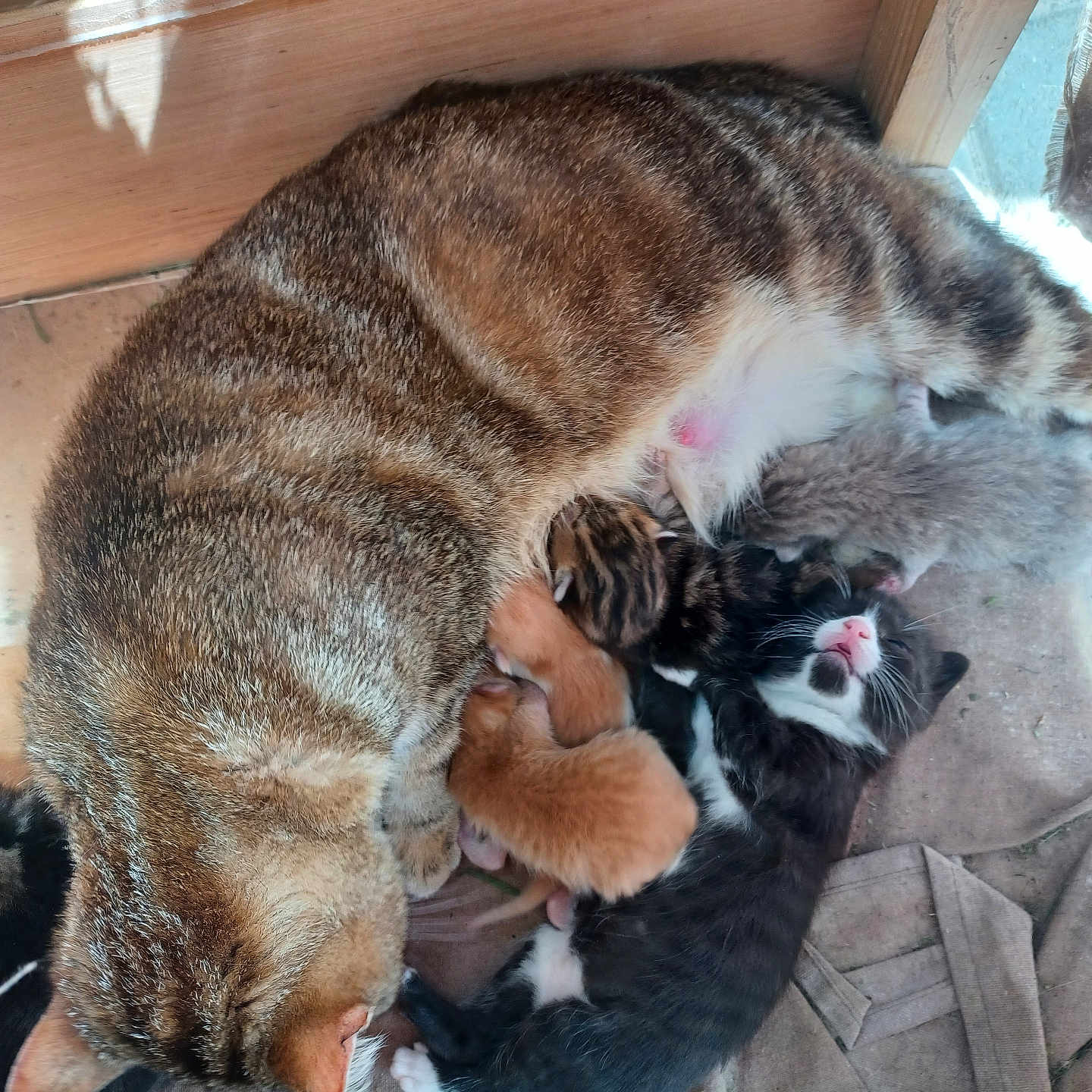 Bébés