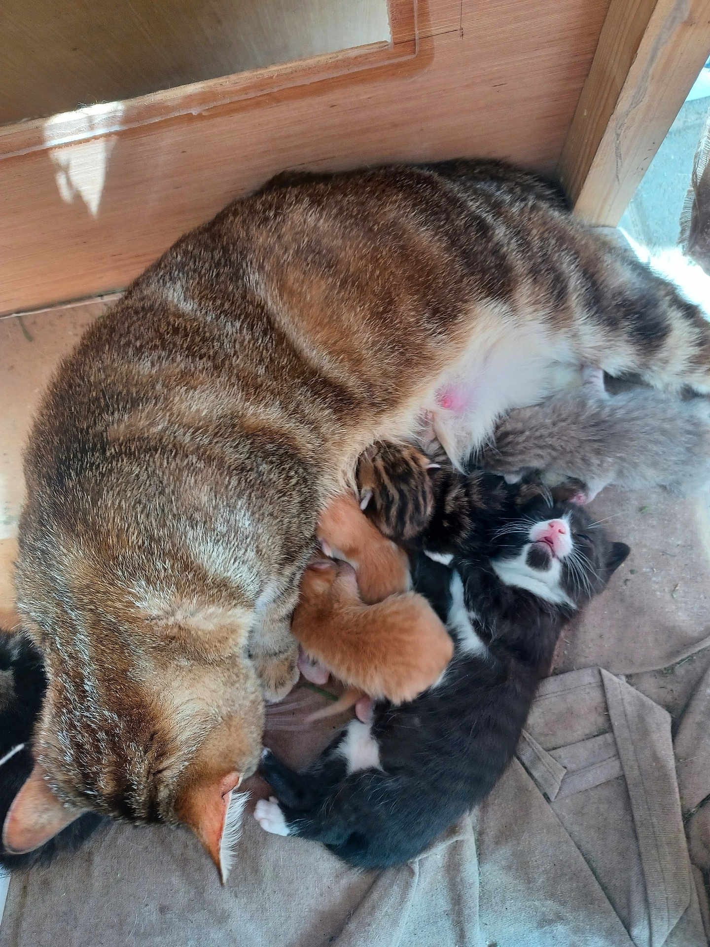 Bébés participe au concours pour gagner de l'argent avec cette photo : cat, kitten, animal, pet, mother_cat, newborn, nursing, feline, fur, sleeping, cute, indoor, wood, comfort, resting, striped_cat, black_and_white_kitten, orange_kitten, gray_kitten, family
