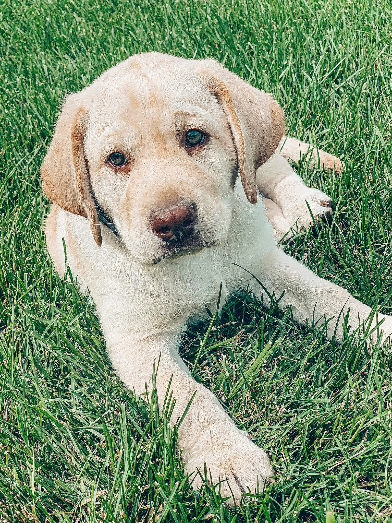 Duke joined the competition — help win amazing prizes! canidae, carnivore, circle, companion_dog, dog, dog_breed, ear, eye, fawn, fur, grass, grassland, gun_dog, labrador_retriever, plant, snout, sporting_group, terrestrial_animal, whiskers, working_animal