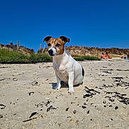 Olia a rejoint le concours — aidez-le/la à gagner de superbes lots ! animal, beach, beachgoers, black_nose, blue_sky, brown_fur, coast, dog, floppy_ears, jack_russell, nature, outdoor, portrait, sand, seaweed, shoreline, sitting, summer, sunny, white_fur