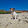 animal, beach, beachgoers, black_nose, blue_sky, brown_fur, coast, dog, floppy_ears, jack_russell, nature, outdoor, portrait, sand, seaweed, shoreline, sitting, summer, sunny, white_fur