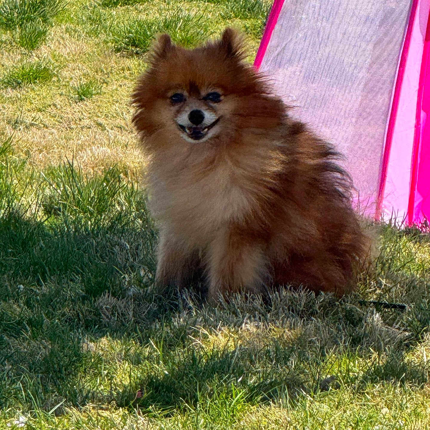 Chewbacca is registered to the contest to win money with this photo: animal, architecture, backyard, building, canine, cockerspaniel, dog, grass, indoors, interiordesign, lawn, nature, outdoors, pet, plant, puppy, shelter, tree, vegetation, yard