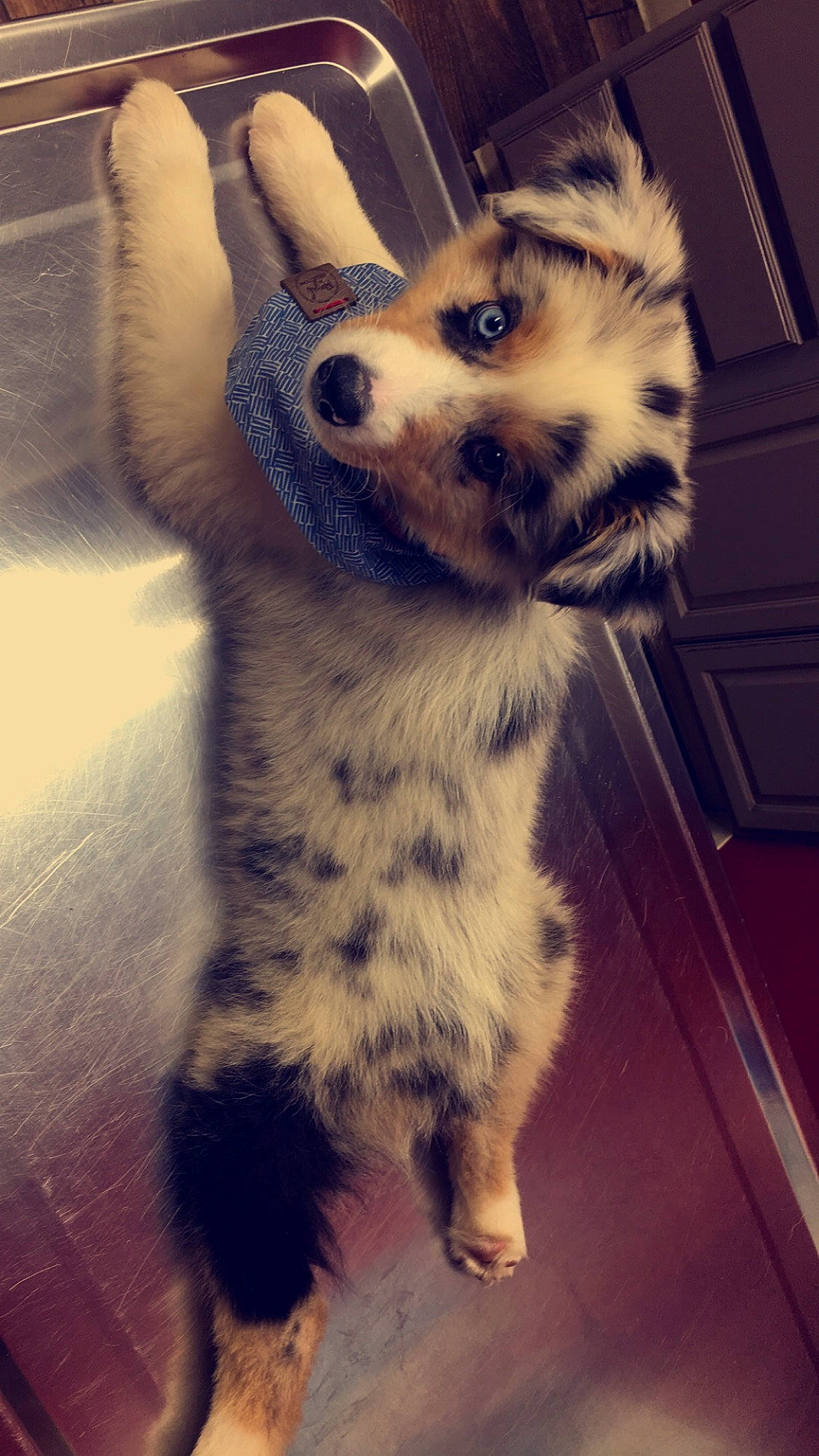 Finnley is registered to the contest to win money with this photo: australian_shepherd, canidae, carnivore, companion_dog, dog, dog_breed, fur, mammal, miniature_australian_shepherd, nose, puppy, snout, sporting_group, vertebrate, whiskers