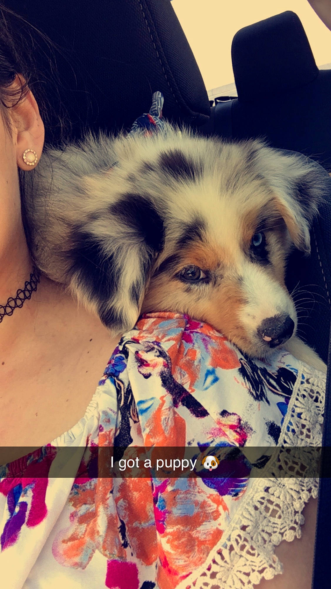 Finnley is registered to the contest to win money with this photo: australian_shepherd, border_collie, canidae, carnivore, companion_dog, dog, dog_breed, fur, miniature_australian_shepherd, nose, puppy_love, sporting_group, working_dog
