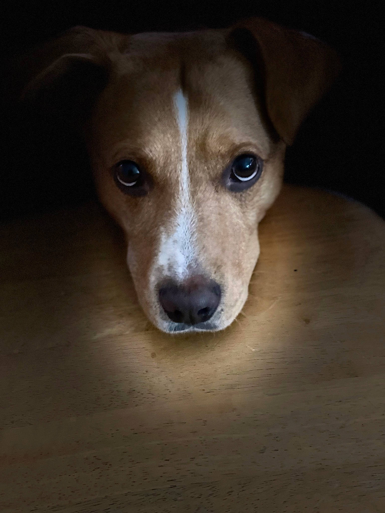 Hades is registered to the contest to win money with this photo: canidae, carnivore, companion_dog, dog, dog_breed, ear, terrestrial_animal, whiskers, wood, working_animal