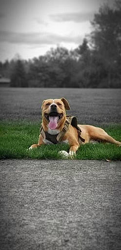 Hades is registered to the contest to win money with this photo: asphalt, ball, carnivore, cloud, companion_dog, dog, dog_breed, dog_collar, fawn, grass, guard_dog, hound, mammal, molosser, paw, plant, sky, sporting_group, tail, tree