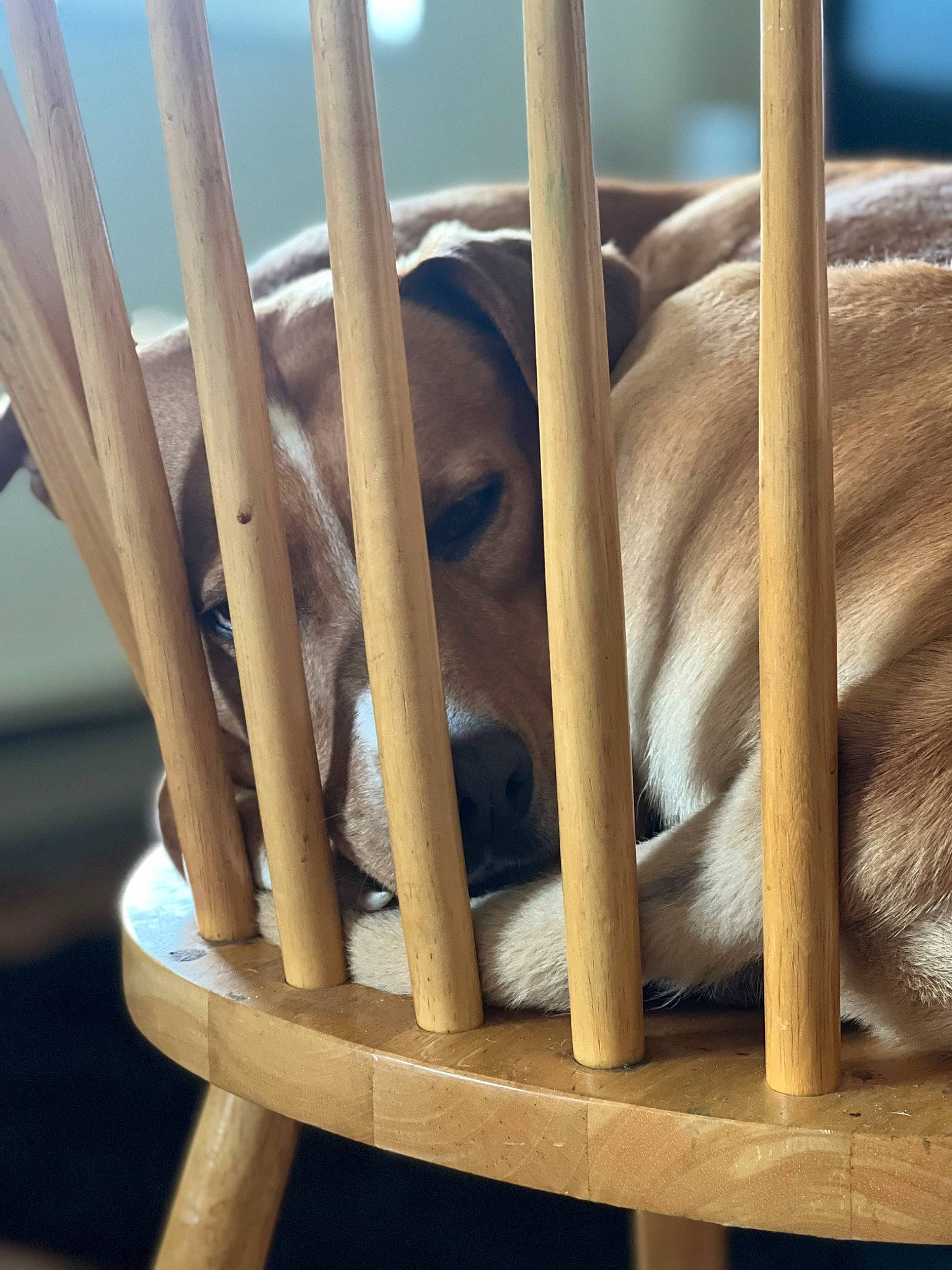Hades is registered to the contest to win money with this photo: animal_shelter, cage, comfort, fawn, fence, handrail, hardwood, mammal, metal, natural_material, outdoor_furniture, outdoor_table, pet_supply, plywood, room, terrestrial_animal, vertebrate, wood, wood_stain, working_animal