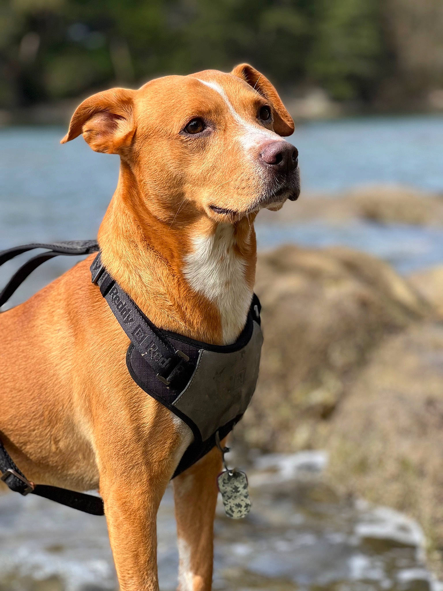 Hades joined the competition — help win amazing prizes! canidae, carnivore, collar, companion_dog, dog, dog_breed, dog_collar, dog_supply, fawn, leash, liver, pet_supply, plant, snout, sporting_group, terrestrial_animal, water, whiskers, working_animal, working_dog