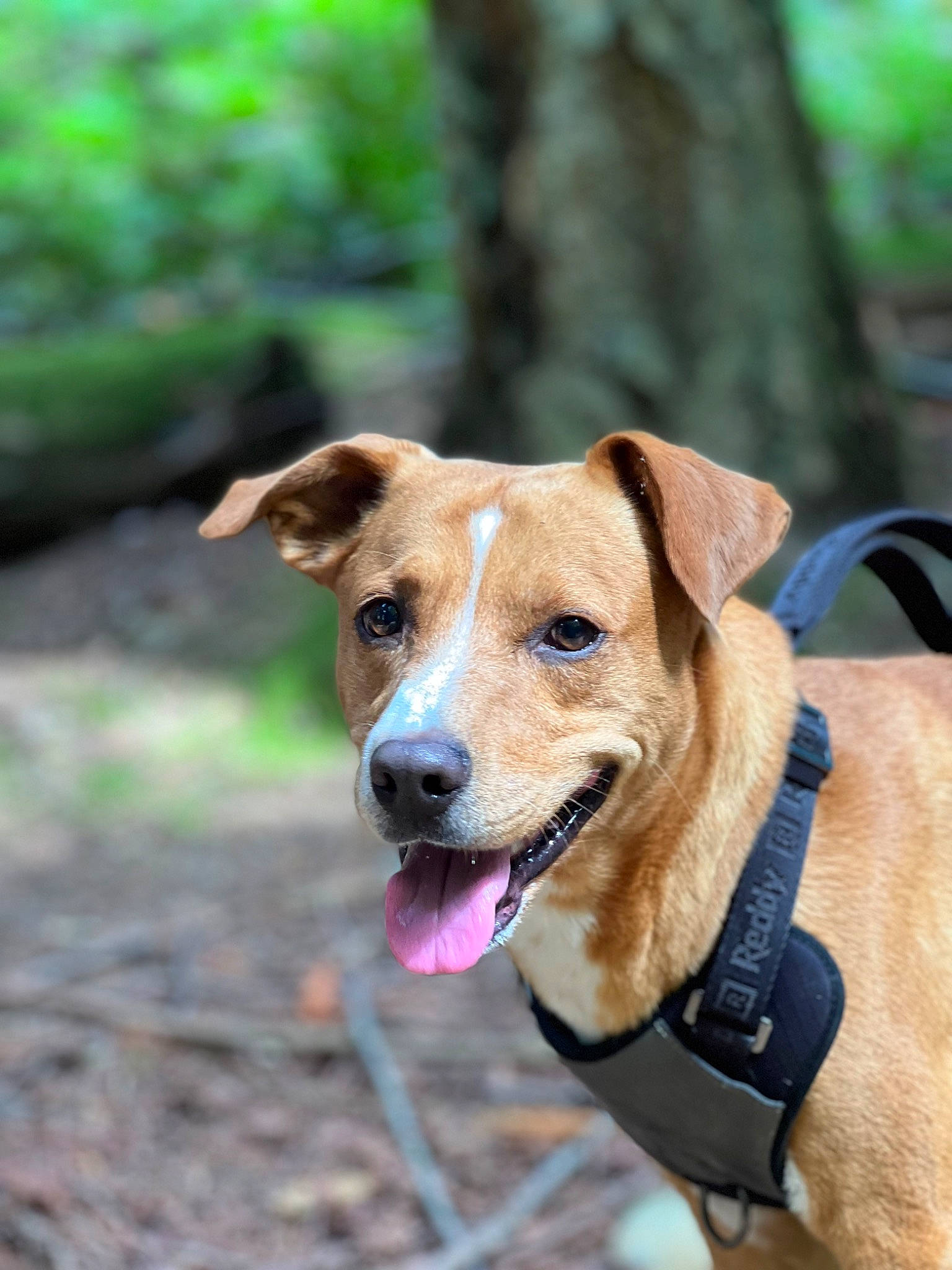 Hades joined the competition — help win amazing prizes! adventure, beagle, canidae, carnivore, collar, companion_dog, dog, dog_breed, dog_collar, dog_supply, fashion_accessory, fawn, leash, pet_supply, plant, snout, sporting_group, tree, whiskers, working_animal