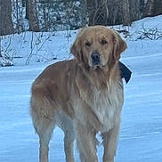 Buddy is registered to the contest to win money with this photo: alert, animal, branch, canine, cold, dog, forest, frozen_ground, fur, golden_retriever, leafless_trees, mammal, nature, outdoor, pet, snow, standing, trees, winter, winter_clothing