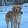 Buddy