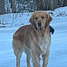 alert, animal, branch, canine, cold, dog, forest, frozen_ground, fur, golden_retriever, leafless_trees, mammal, nature, outdoor, pet, snow, standing, trees, winter, winter_clothing