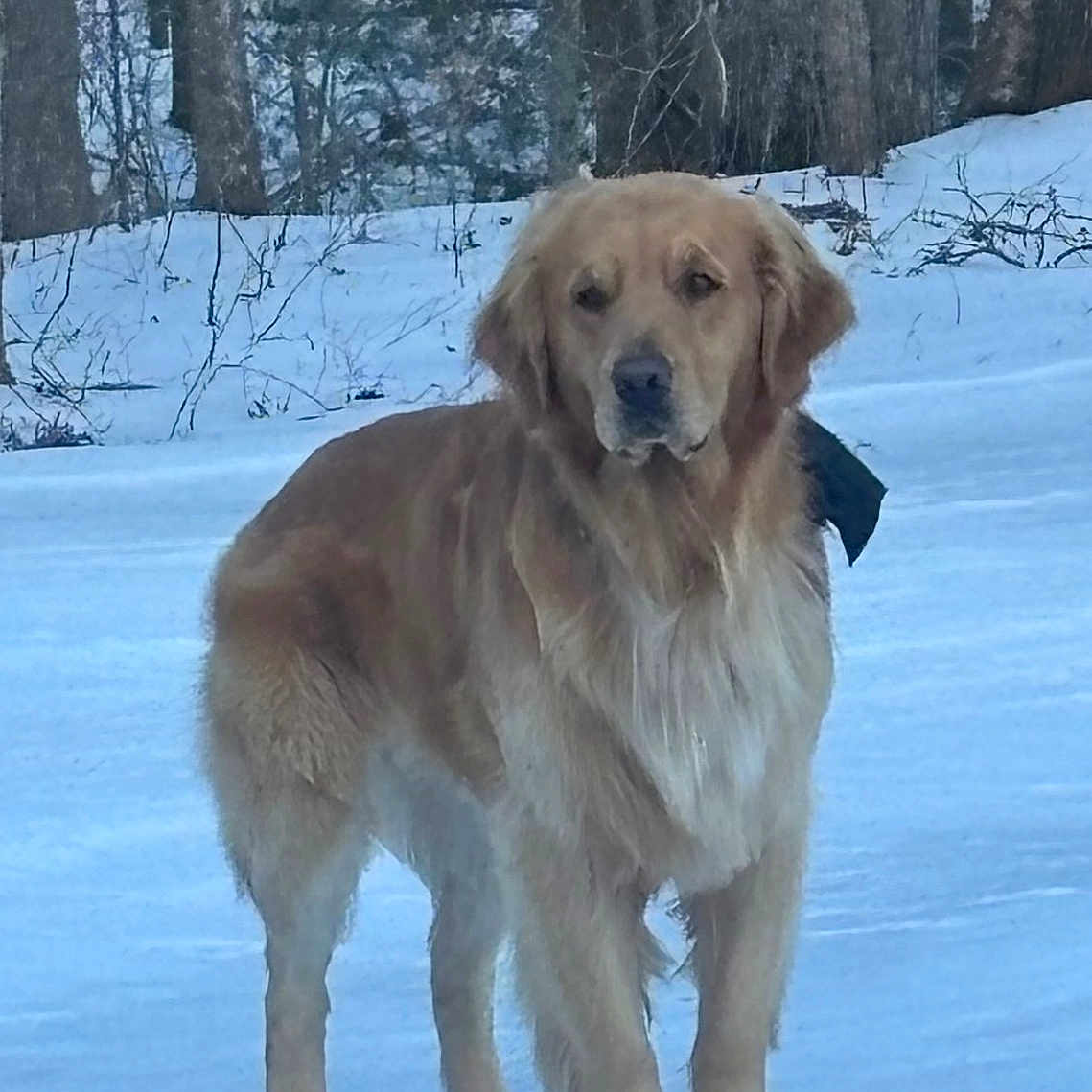 Buddy