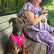 Diamond is registered to the contest to win money with this photo: animal, bench, companionship, cute, dog, floral_pattern, forest, greenery, harness, leash, nature, outdoor, pet, portrait, puppy, purple_dress, sitting, trees, woman, wooden_bench