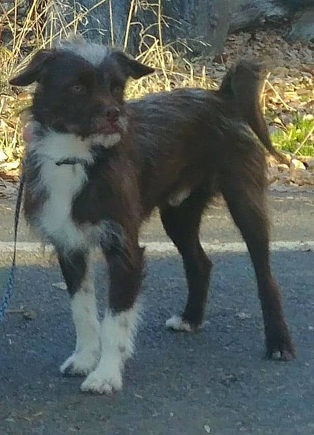 Morrison is registered to the contest to win money with this photo: australian_collie, balance, border_collie, canidae, carnivore, companion_dog, dog, dog_breed, fur, herding_dog, plant, snout, sporting_group, tail, terrestrial_animal, working_animal, working_dog