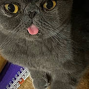Vie participe au concours pour gagner de l'argent avec cette photo : cat, grey_cat, close_up, tongue_out, yellow_eyes, fluffy, pet, animal, whiskers, paw, notebook, purple, wooden_surface, domestic_cat, cute, feline, indoor, fur, face, relaxed
