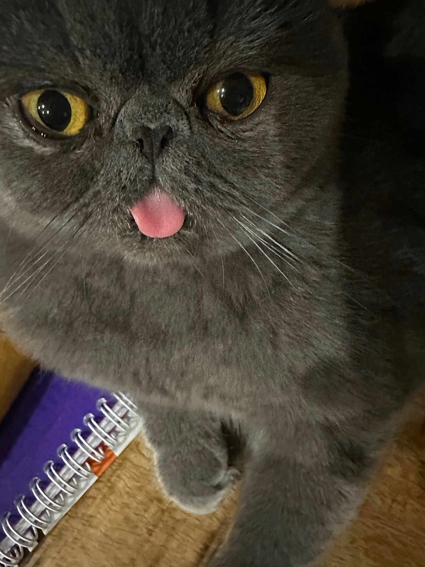 Vie participe au concours pour gagner de l'argent avec cette photo : cat, grey_cat, close_up, tongue_out, yellow_eyes, fluffy, pet, animal, whiskers, paw, notebook, purple, wooden_surface, domestic_cat, cute, feline, indoor, fur, face, relaxed