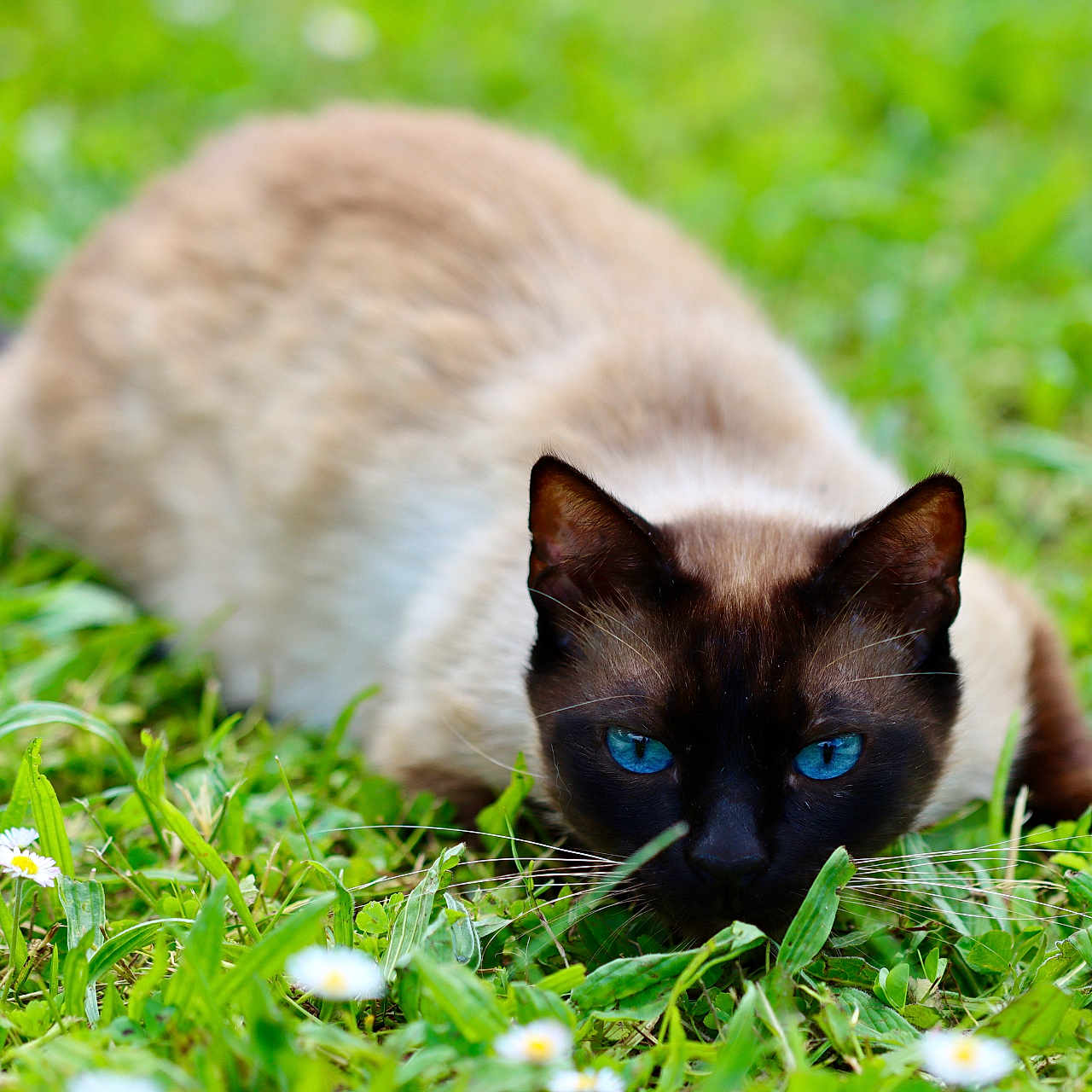 Giro a rejoint le concours — aidez-le/la à gagner de superbes lots ! animal, blackcat, cat, field, grass, grassland, kitten, lawn, manx, nature, outdoors, pet, plant, siamese
