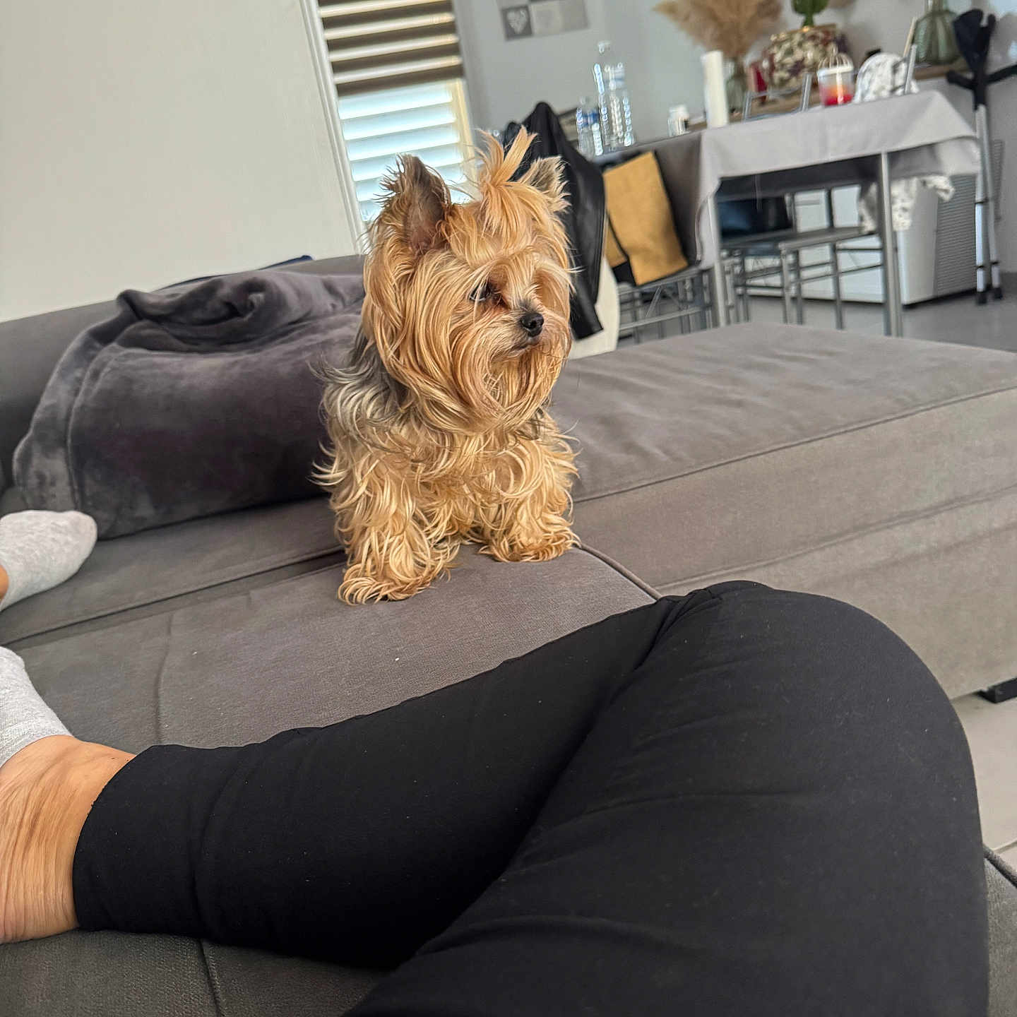 Naia participe au concours pour gagner de l'argent avec cette photo : black_pants, blanket, chair, couch, curtain, decor, dog, furniture, gray_couch, indoor, legs, living_room, mirror, pampas_grass, person, relaxation, small_dog, table, window, yorkshire_terrier