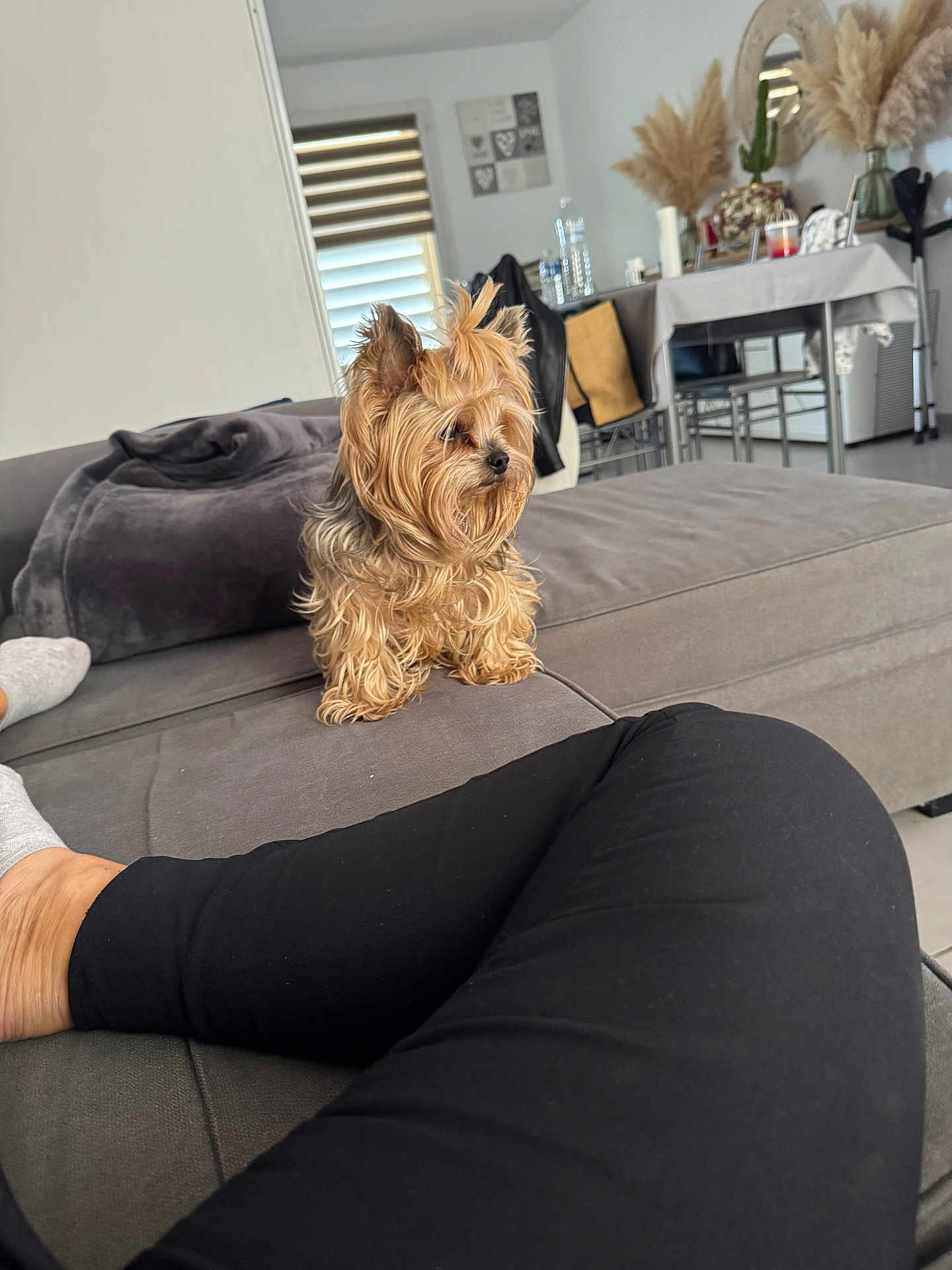 Naia participe au concours pour gagner de l'argent avec cette photo : dog, small_dog, yorkshire_terrier, couch, indoor, living_room, furniture, person, legs, black_pants, gray_couch, blanket, pampas_grass, mirror, table, chair, window, curtain, decor, relaxation