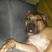 Laylaloo is registered to the contest to win money with this photo: dog, brown_dog, paw, couch, gray_couch, indoor, pet, relaxed, tongue_out, flash, fur, yellow_blanket, resting, animal, canine, close_up, home, comfort, sleepy, paw_pad