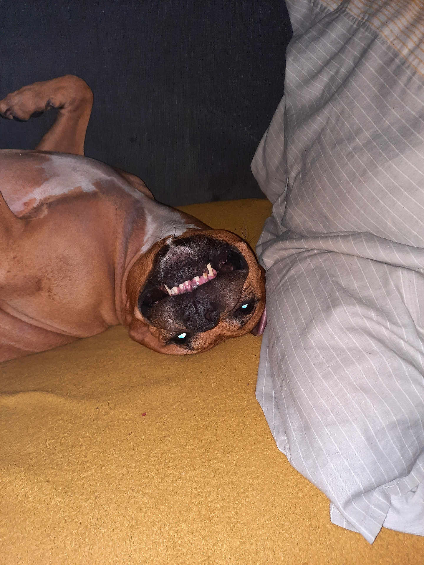 Laylaloo is registered to the contest to win money with this photo: dog, pet, lying_down, upside_down, smiling, teeth, brown_fur, white_patch, pillow, striped, fabric, indoor, couch, playful, cute, canine, relaxed, funny_face, animal, resting