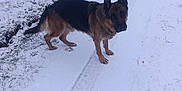 Malko participe au concours pour gagner de l'argent avec cette photo : dog, german_shepherd, snow, winter, outdoor, animal, canine, path, field, landscape, curious, standing, nature, cold, fur, ears, pet, mammal, walking, daytime