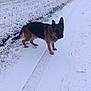 dog, german_shepherd, snow, winter, outdoor, animal, canine, path, field, landscape, curious, standing, nature, cold, fur, ears, pet, mammal, walking, daytime