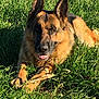 dog, german_shepherd, grass, outdoor, animal, pet, sunlight, canine, nature, playful, stick, tongue, ears, fur, muzzle, relaxed, paw, field, daylight, happy