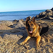 Malko participe au concours pour gagner de l'argent avec cette photo : dog, german_shepherd, beach, rocks, sand, sea, water, sunlight, outdoor, animal, pet, tongue_out, nature, canine, relaxing, summer, coast, shore, daytime, landscape