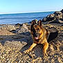 dog, german_shepherd, beach, rocks, sand, sea, water, sunlight, outdoor, animal, pet, tongue_out, nature, canine, relaxing, summer, coast, shore, daytime, landscape