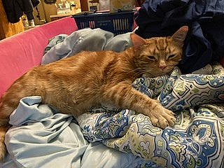 Denali joined the competition — help win amazing prizes! bed, bedding, carnivore, cat, chair, claw, comfort, domestic_short_haired_cat, fawn, felidae, fur, linens, nap, room, small_to_medium_sized_cats, tableware, tail, terrestrial_animal, whiskers