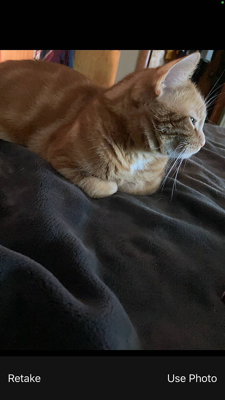 Denali joined the competition — help win amazing prizes! bed, carnivore, cat, claw, comfort, domestic_short_haired_cat, fawn, felidae, fur, human_leg, linens, nap, paw, sleep, small_to_medium_sized_cats, tail, whiskers, wood