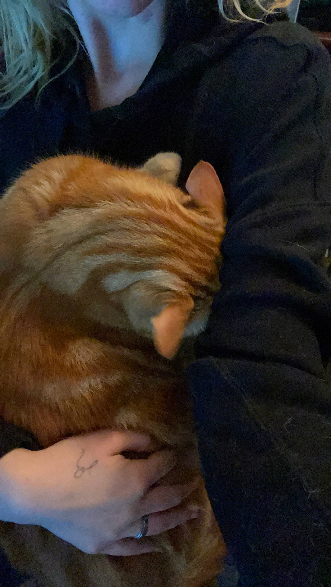 Denali joined the competition — help win amazing prizes! canidae, carnivore, cat, claw, comfort, companion_dog, dog_breed, fawn, felidae, foot, fur, gesture, human_leg, nail, small_to_medium_sized_cats, snout, tail, whiskers, wood, wrinkle