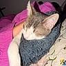 cat, kitten, sleeping, gray_and_white, furry, pet, animal, pillow, blanket, bedding, cozy, indoors, bedroom, nap, closed_eyes, pink_fabric, blue_cushion, floral_pattern, paw, portrait