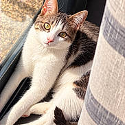 Shelby a rejoint le concours — aidez-le/la à gagner de superbes lots ! cat, kitten, animal, pet, window, curtain, indoors, sunlight, portrait, close_up, white_fur, tabby, green_eyes, pink_nose, whiskers, sitting, lounging, relaxed, paws, tail