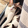 cat, kitten, animal, pet, window, curtain, indoors, sunlight, portrait, close_up, white_fur, tabby, green_eyes, pink_nose, whiskers, sitting, lounging, relaxed, paws, tail