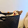 cat, yawning, gray_and_white, pet, animal, laundry_basket, basket, indoor, home, cozy, funny, open_mouth, whiskers, ears, fur, relaxed, lounging, chair, cup, portrait