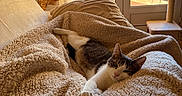 Shelby participe au concours pour gagner de l'argent avec cette photo : cat, sleeping, relaxed, blanket, couch, indoors, home, cozy, sunlight, window, balcony, orange_wall, trees, cat_tree, paw, fur, black_and_white, resting, cuddly, pet