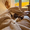 cat, sleeping, relaxed, blanket, couch, indoors, home, cozy, sunlight, window, balcony, orange_wall, trees, cat_tree, paw, fur, black_and_white, resting, cuddly, pet