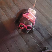 Jax Jax joined the competition — help win amazing prizes! accessory, animal, brown_dog, costume, cute, dog, domestic_animal, fashion, floor, funny, hat, indoor, leash, leashed, pet, pink, small_dog, sunglasses, wearing, wooden_floor