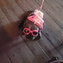 accessory, animal, brown_dog, costume, cute, dog, domestic_animal, fashion, floor, funny, hat, indoor, leash, leashed, pet, pink, small_dog, sunglasses, wearing, wooden_floor