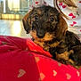 dog, puppy, small_dog, pet, cute, furry, close_up, indoor, blanket, heart_pattern, red, black_and_brown, fur, animal, resting, person, shirt, patterned_clothing, sunlight, cozy